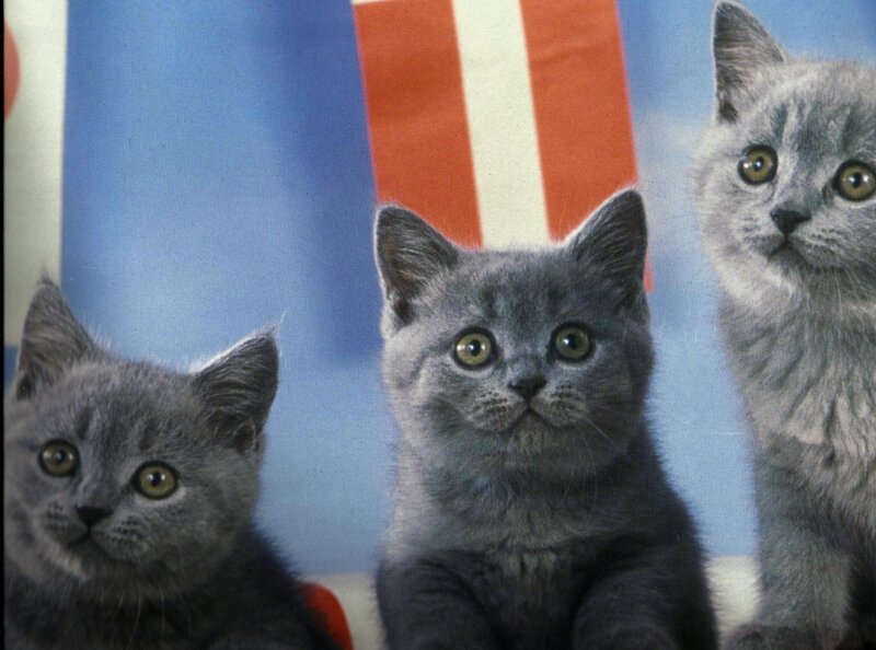 Three Gray Kittens — Curious, Photograph