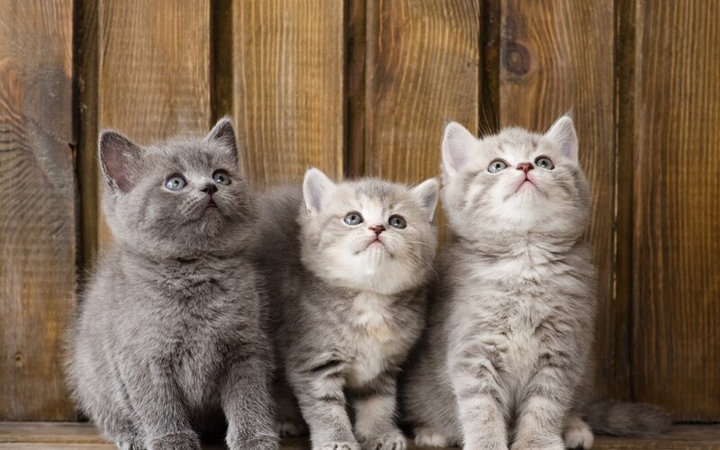 Three Gray Kittens — Curious, Photograph, Wooden Wall