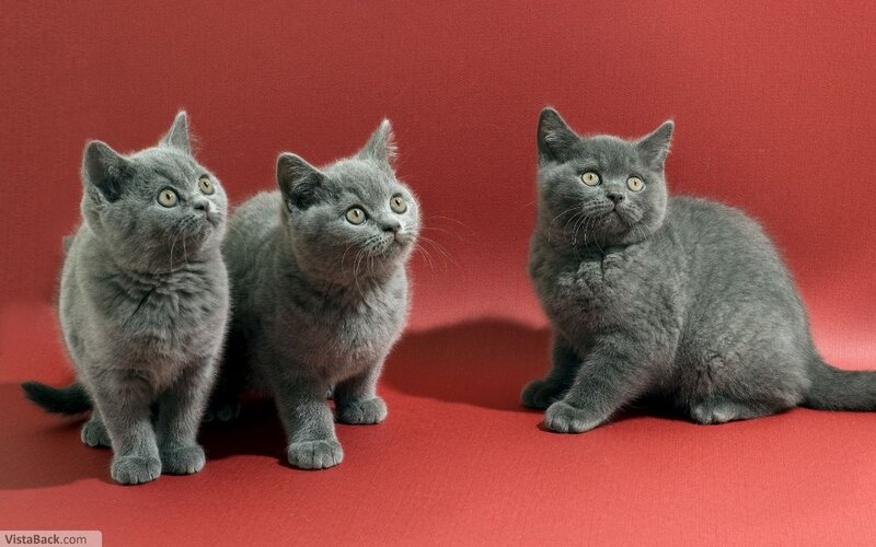 Three Gray Kittens — Curious