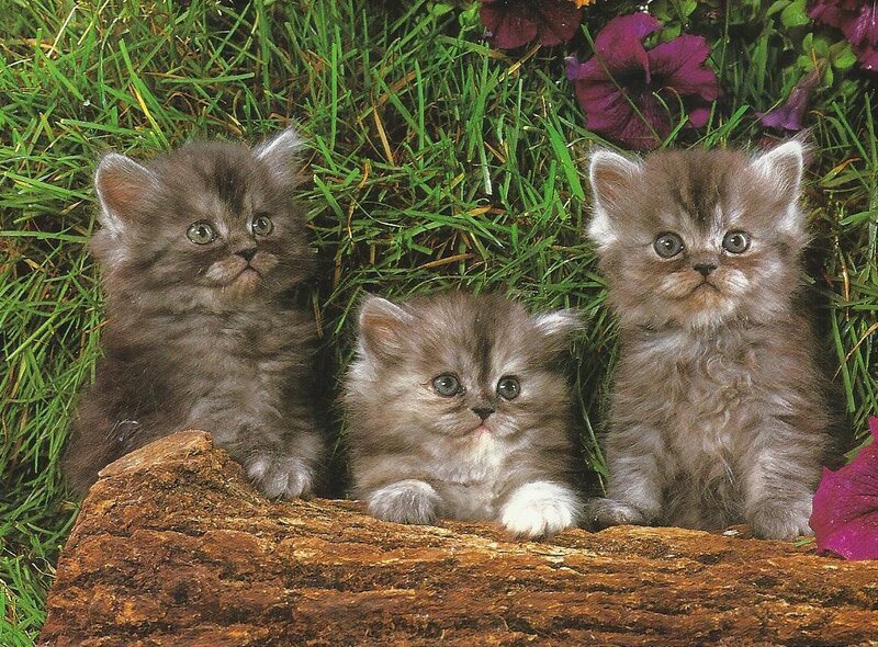 Three Gray Kittens — Green