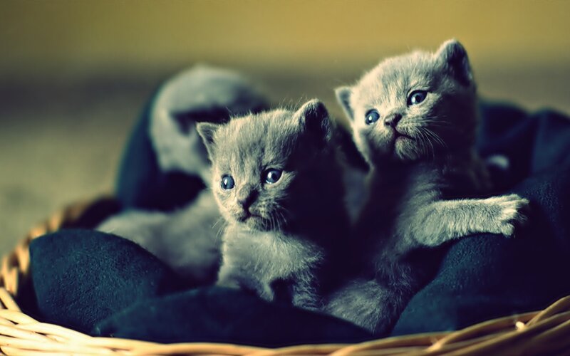 three gray kittens in a basket