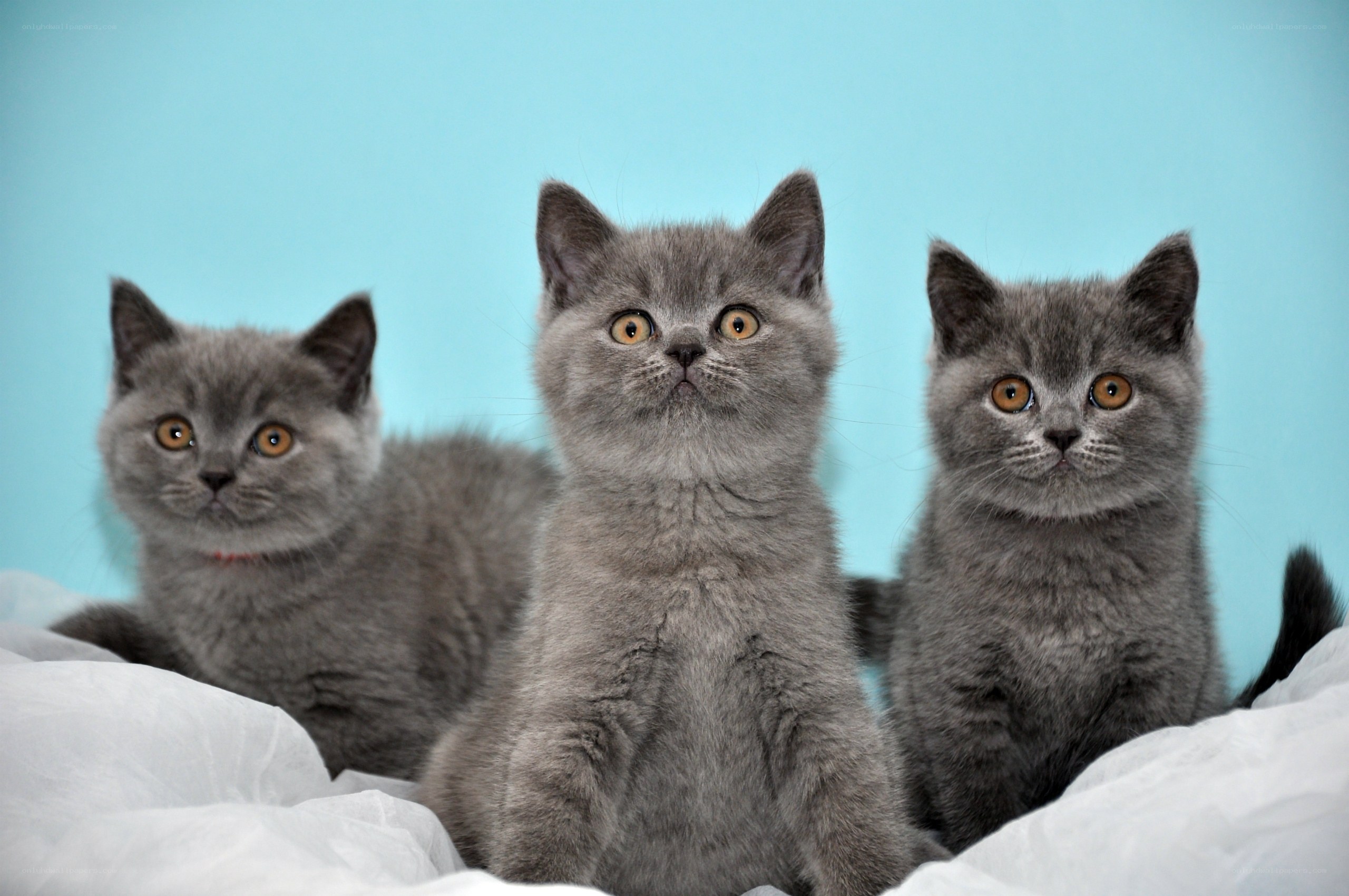 Three gray kittens on a blanket