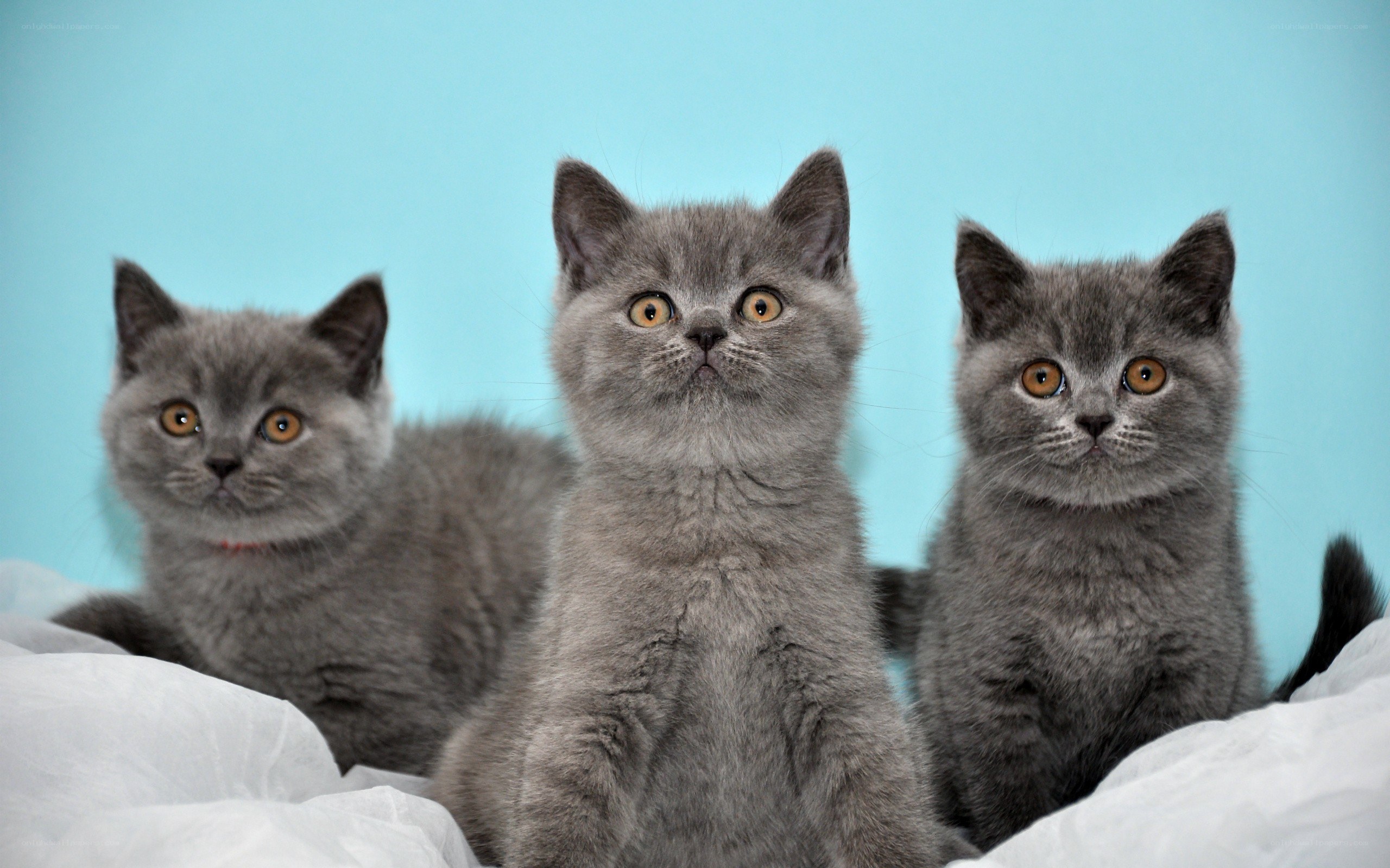 three gray kittens on blue