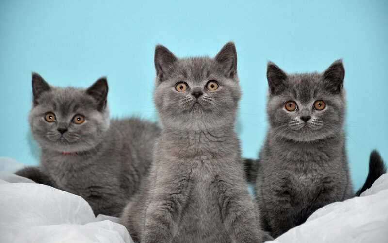 three gray kittens on blue
