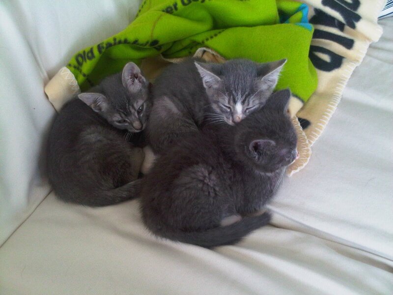 Three Gray Kittens — Peaceful
