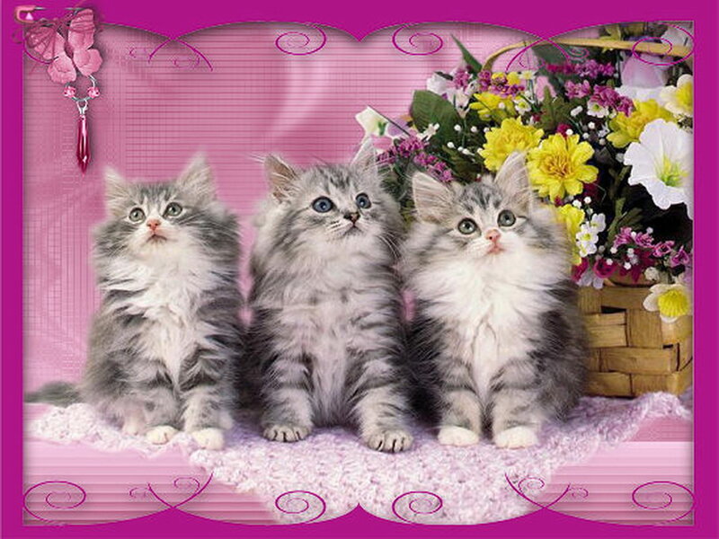 Three Gray Kittens — Pink