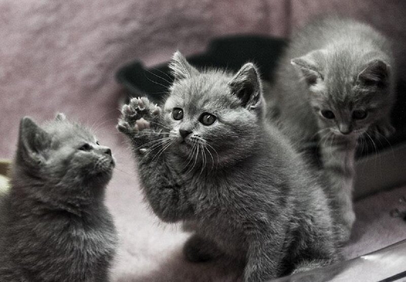 Three Gray Kittens — Playful