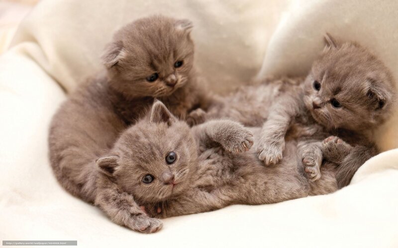 three gray kittens playing