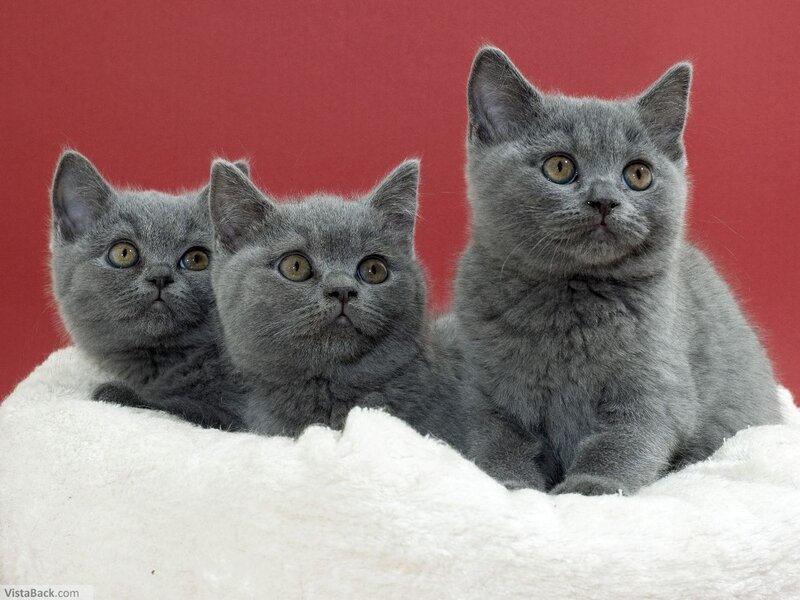 Three Gray Kittens
