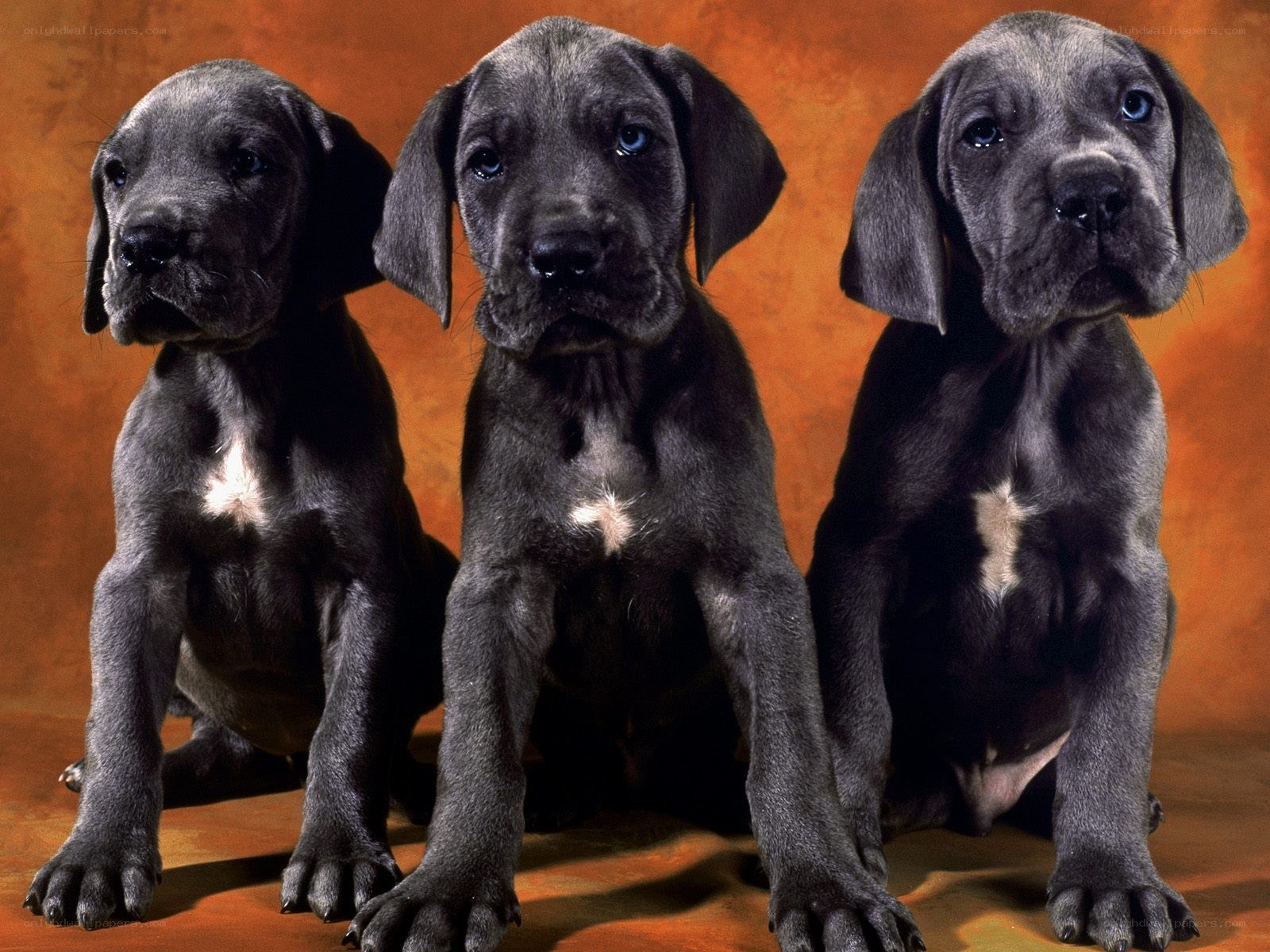 Three gray puppies sitting together
