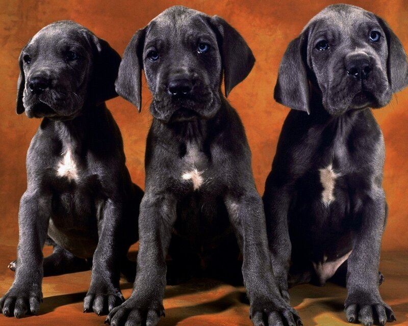 Three Gray Puppies