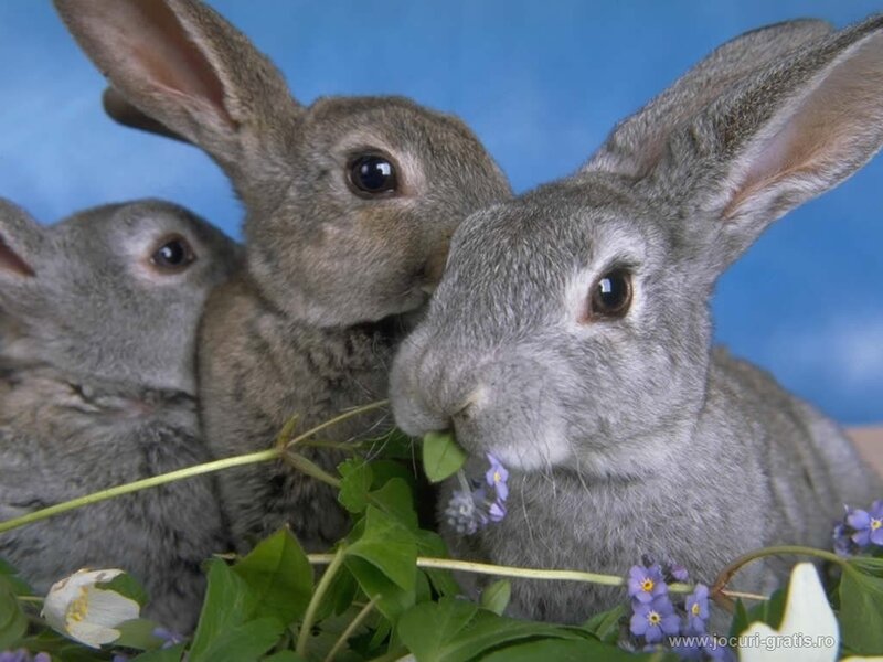Three Gray Rabbits — Calm
