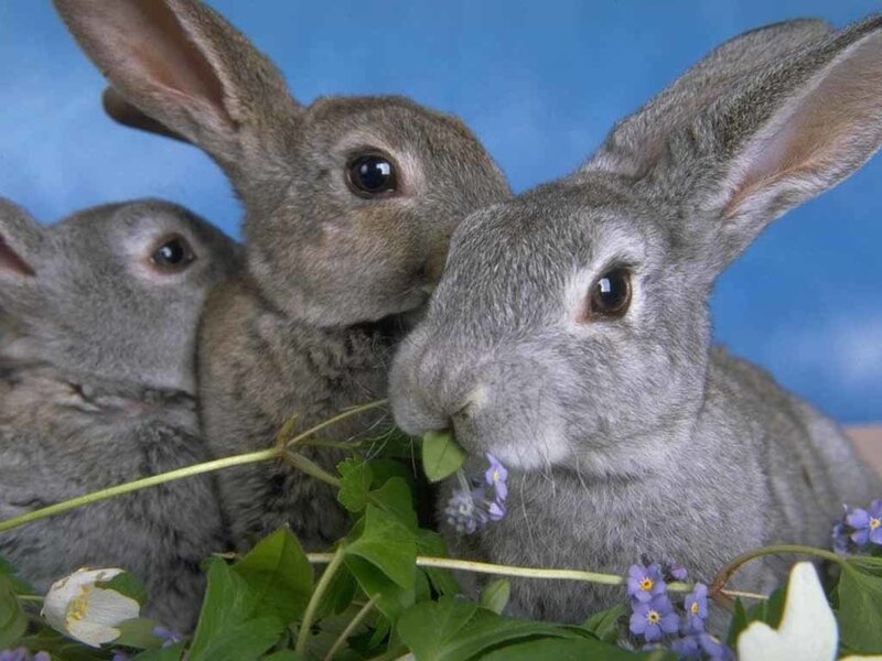 Three Gray Rabbits