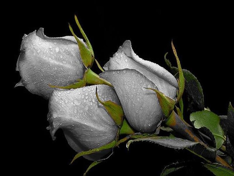 Three Gray Roses