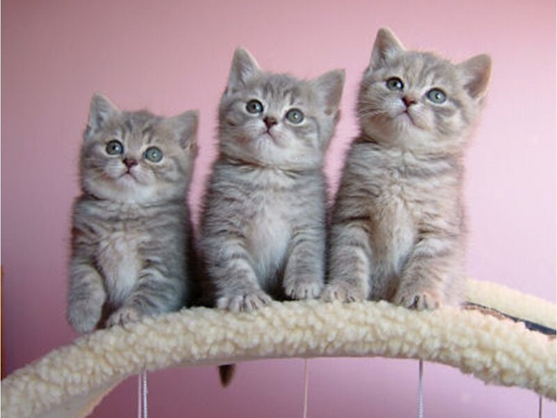 Three Gray Tabby Kittens