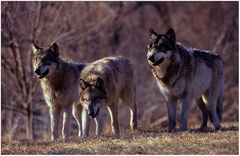 Three Gray Wolves — Alert