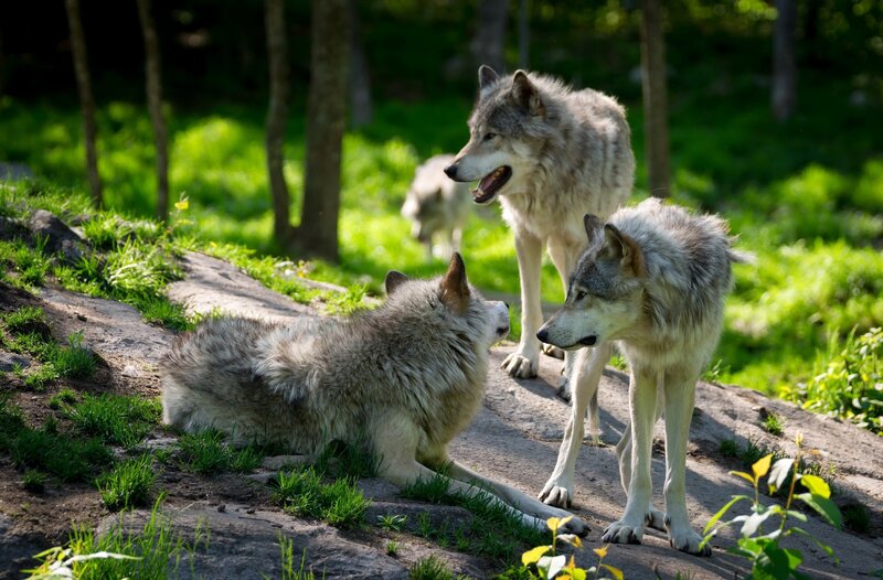 Three Gray Wolves — Natural, Afternoon, Photograph