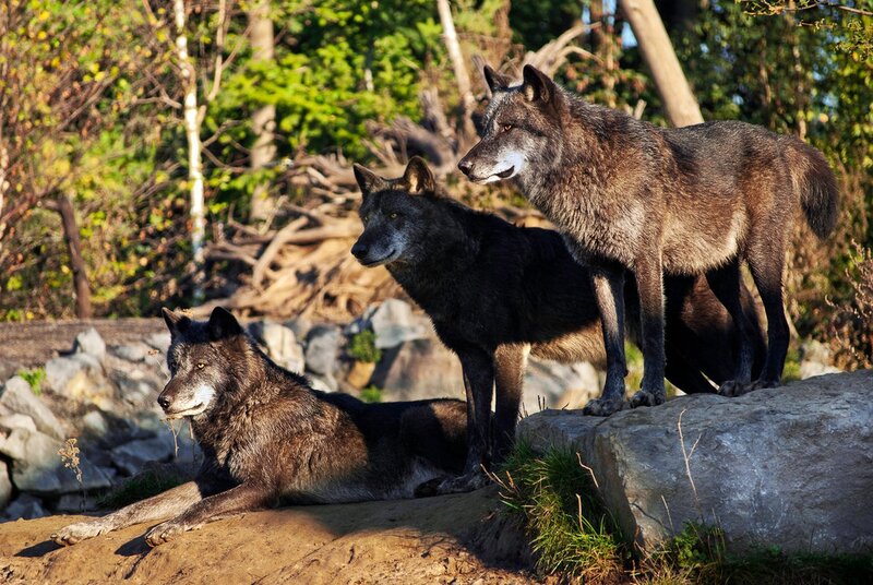 Three Gray Wolves — Natural, Afternoon