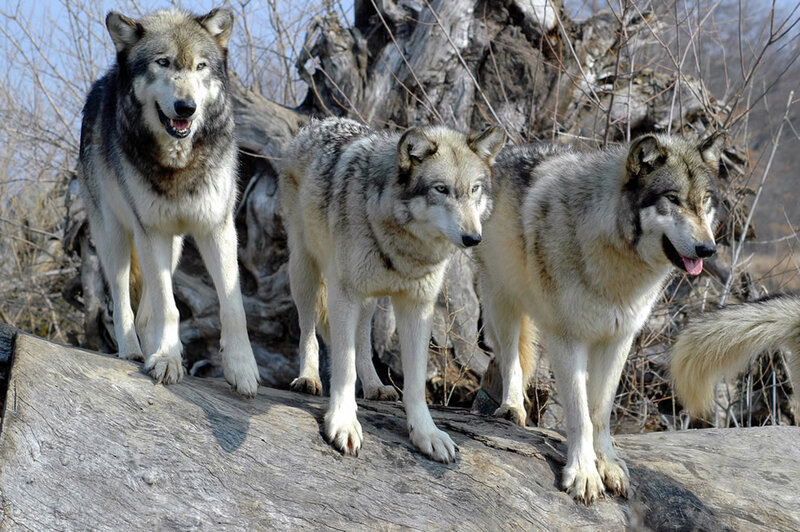 Three Gray Wolves — Natural