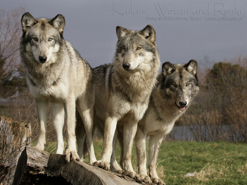 Three Gray Wolves