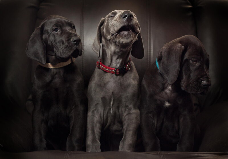 Three Great Dane Puppies — Black, Dramatic