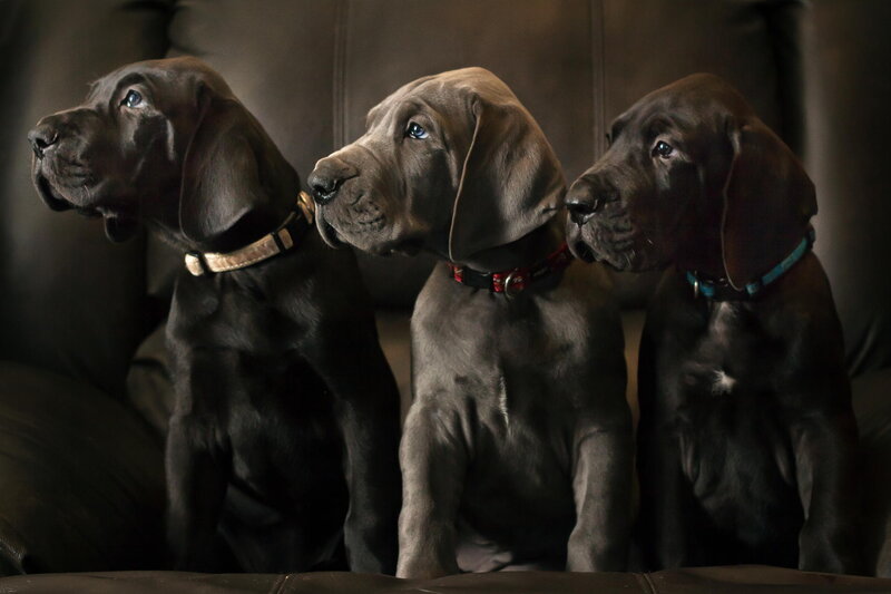 Three Great Dane Puppies — Black