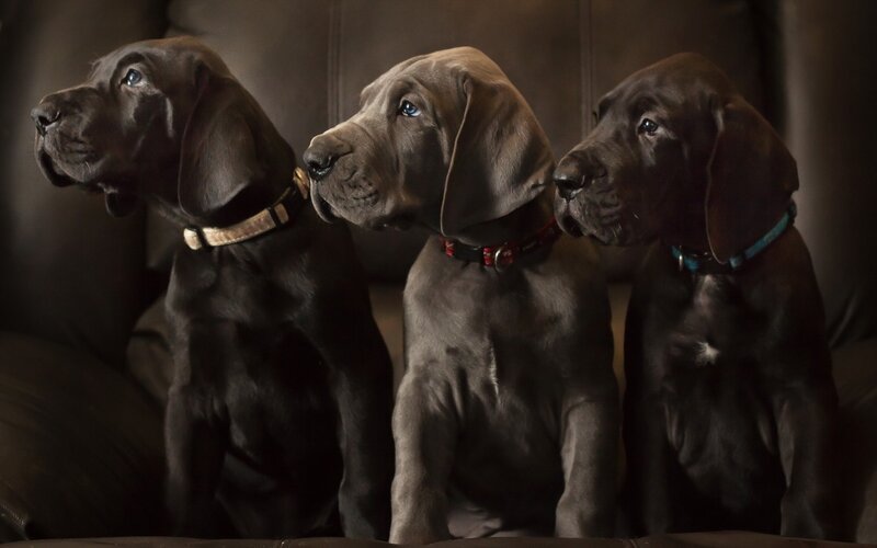 Three Great Dane Puppies — Brown, Calm