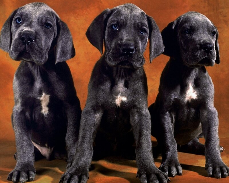 Three Great Dane Puppies — Gray