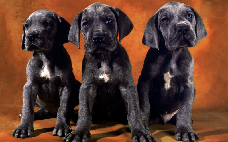Three Great Dane Puppies