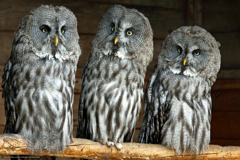 Three Great Grey Owls — Alert, Photograph