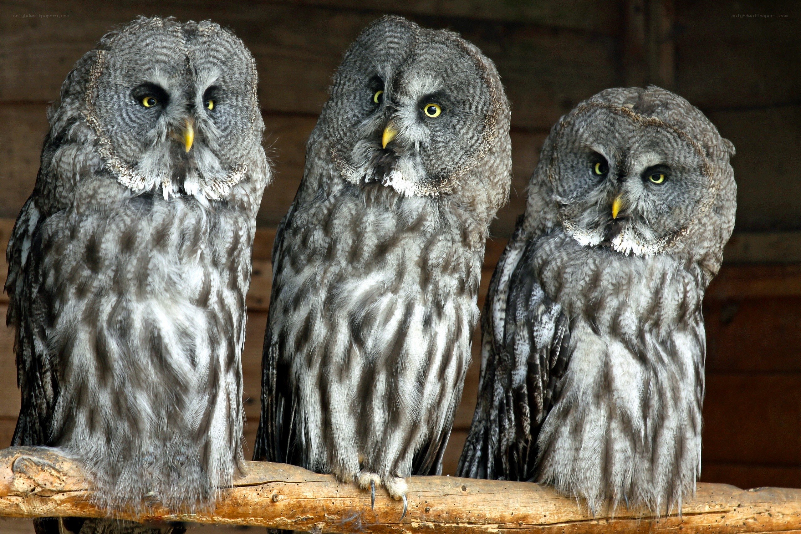 Three great grey owls perched