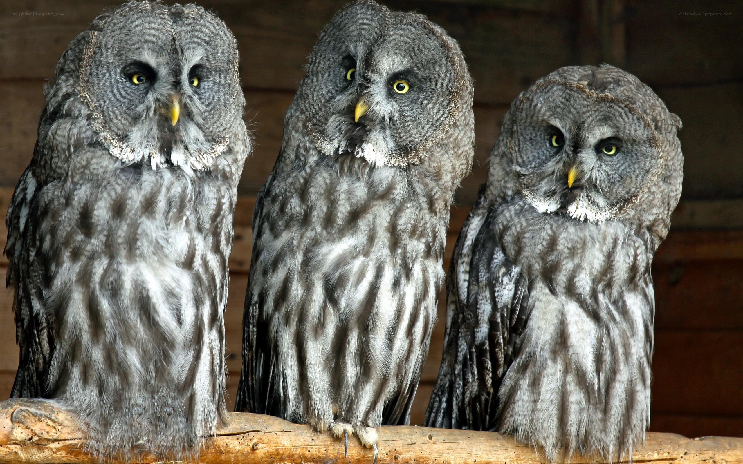 Three great grey owls perched