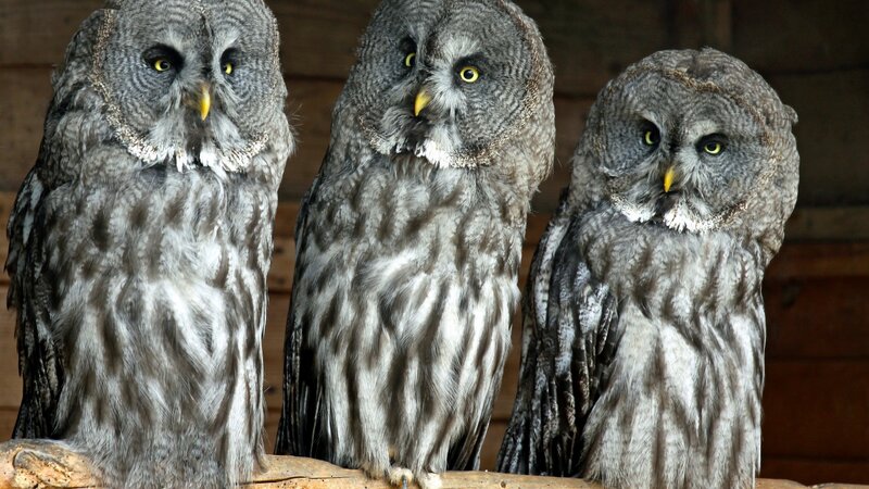 Three Great Grey Owls