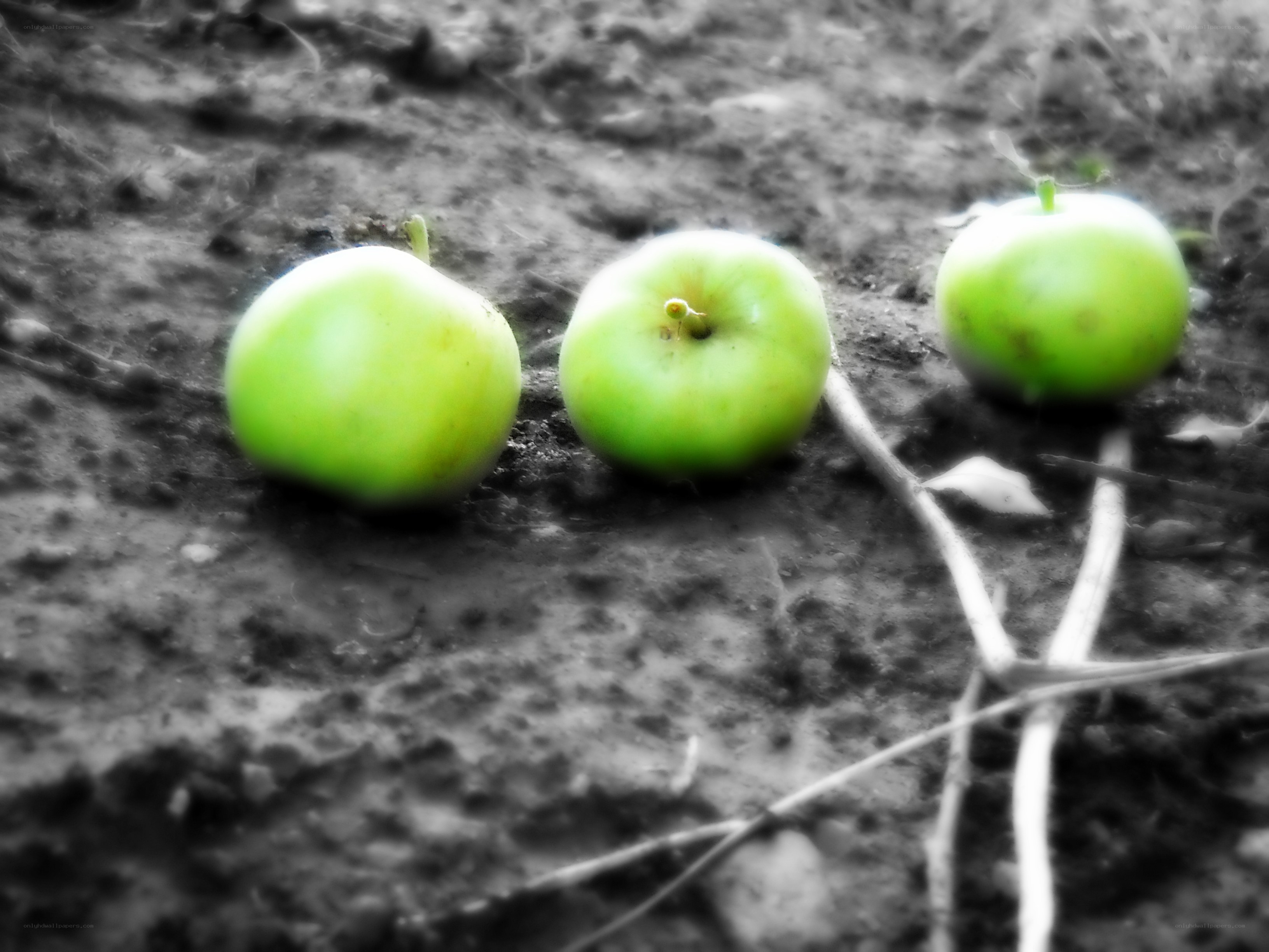 Three green apples on the ground