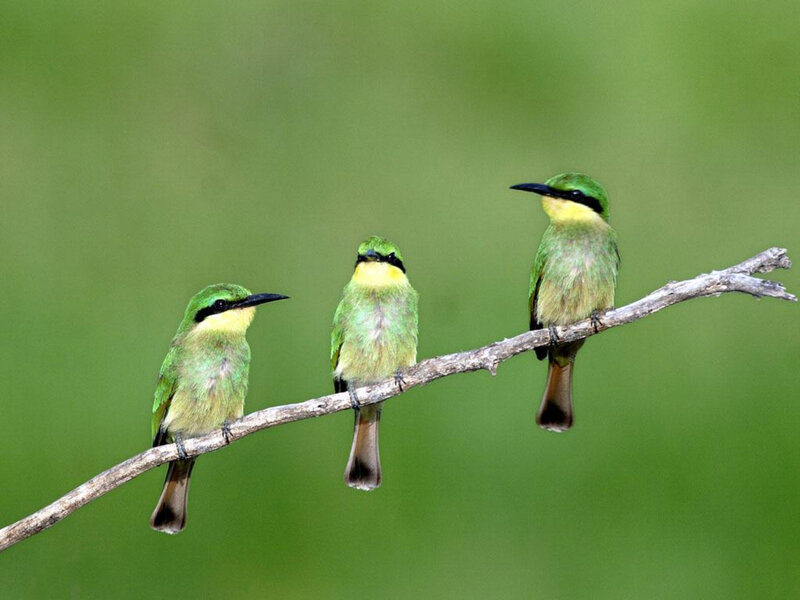 Three green bee-eaters on a branch