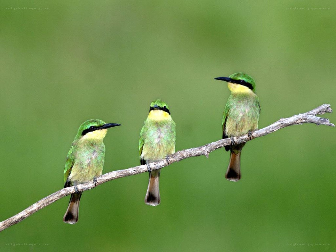 Three green bee-eaters on a branch