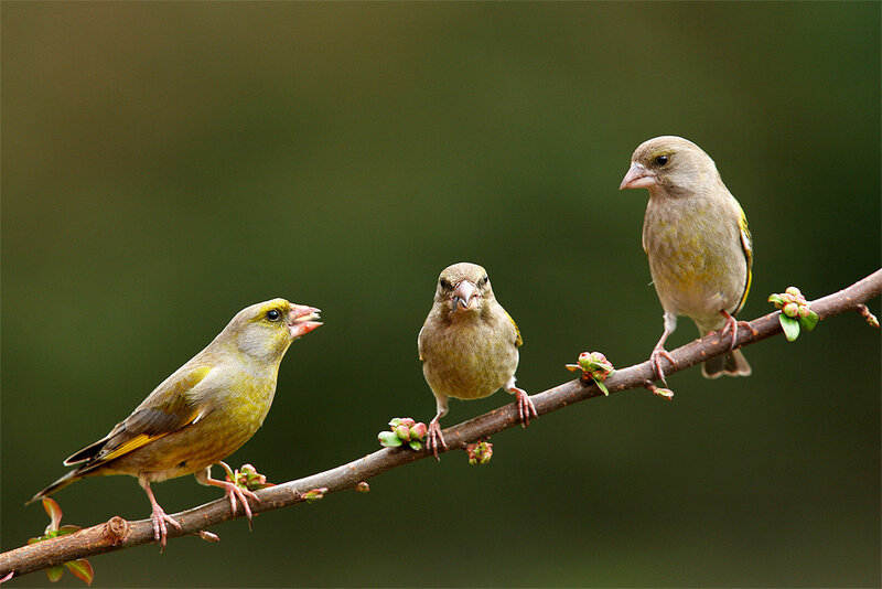 Three Green Finches
