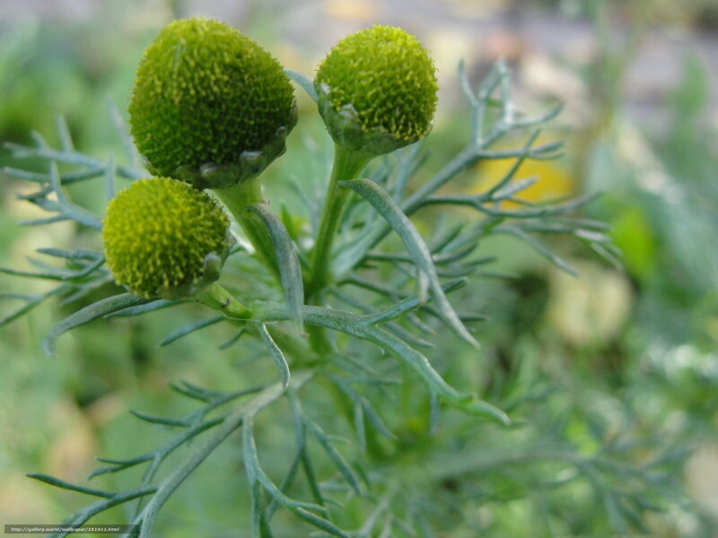 Three Green Flower Buds