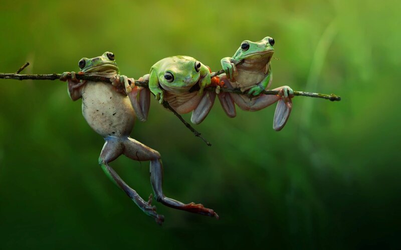 Three Green Frogs on Branch — Natural, Photograph
