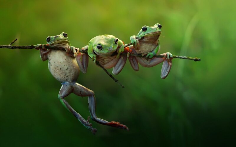 Three Green Frogs on Branch — Natural