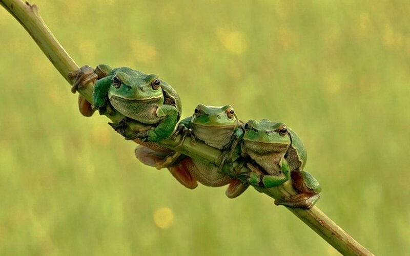 Three Green Frogs on Branch