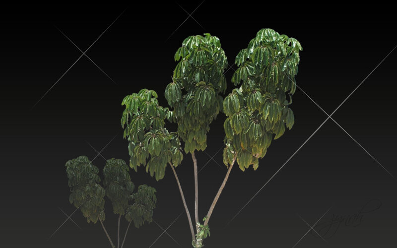 Three Green Leafy Trees