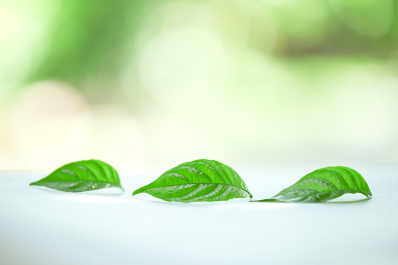 Three Green Leaves — Serene