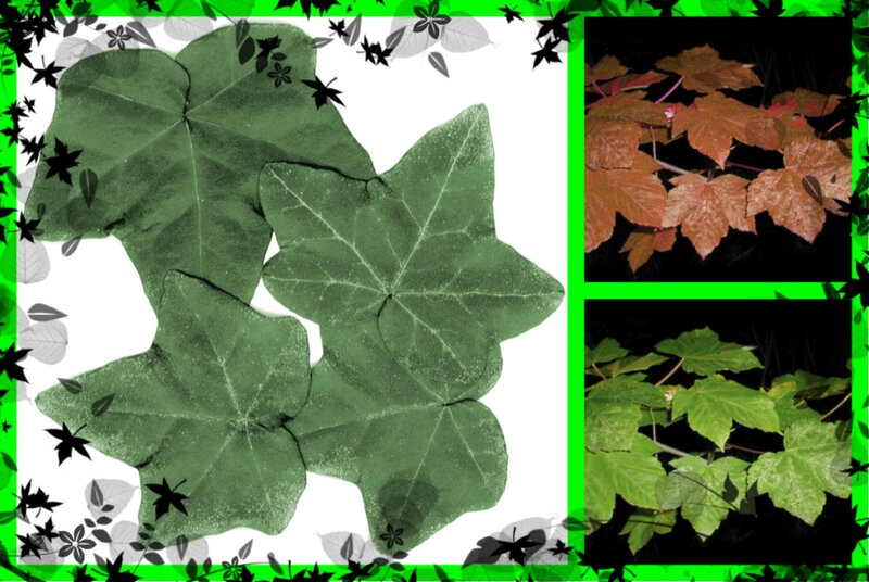 Three Green Leaves