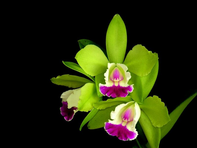 Three Green Orchid Flowers