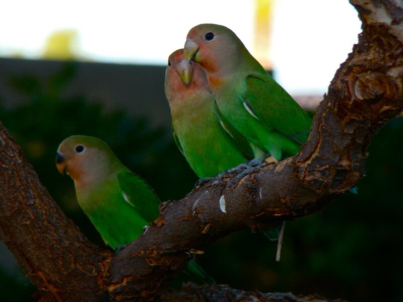 Three Green Parrots — Calm, Afternoon