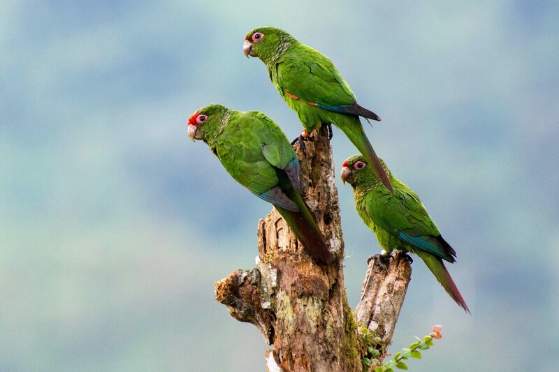 Three Green Parrots — Calm, Photograph