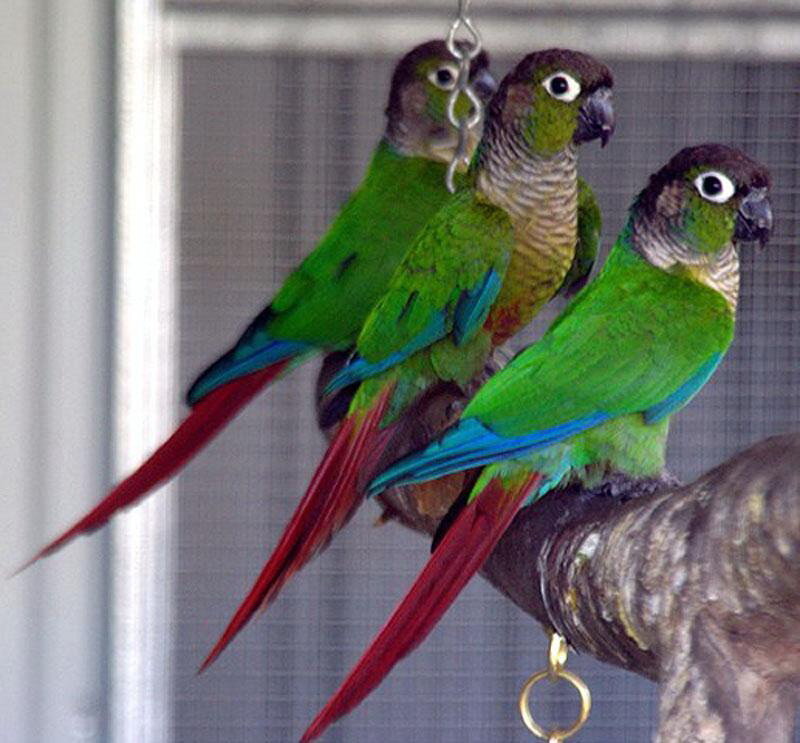 Three Green Parrots — Calm