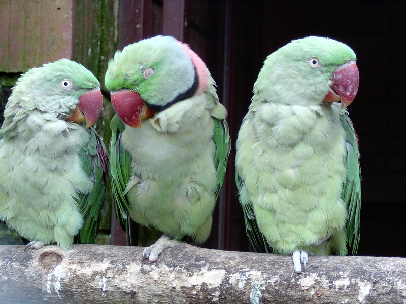 Three green parrots on a branch