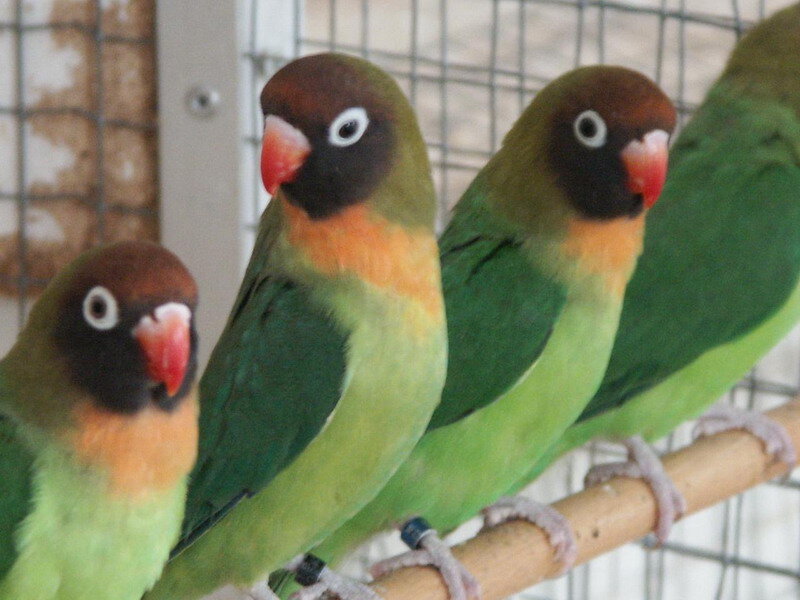 Three Green Parrots
